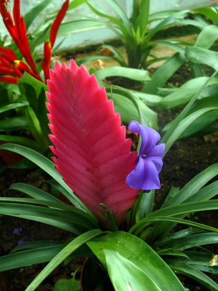 Bromeliaceae01