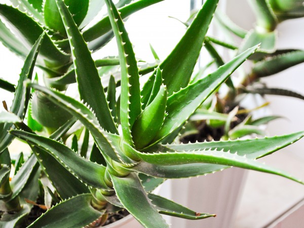 Trim-an-Aloe-Vera-Plant-Step-5