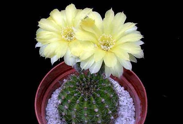 echinopsis