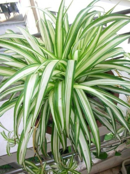 Garden spider plant