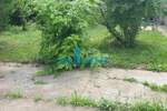 Plac, Beograd, Batajnica, prodaja, 4300m2, 387000e, id793502