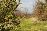Kuca, Aleksinac, Tešica, prodaja, 73m2, 23500e, id834444