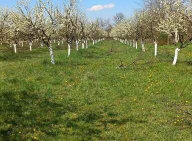 Plac, Ub, Banjani, prodaja, 0m2, 17000e, id1360667