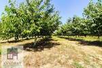 Plac, Beograd, Grabovac, prodaja, 0m2, 15000e, id1374679
