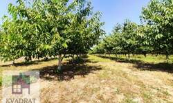 Plac, Beograd, Grabovac, prodaja, 0m2, 15000e, id1374679