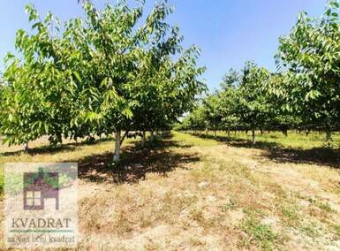 Plac, Beograd, Grabovac, prodaja, 0m2, 15000e, id1374679