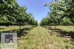Plac, Beograd, Grabovac, prodaja, 0m2, 15000e, id1374679