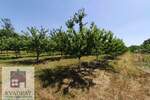 Plac, Beograd, Grabovac, prodaja, 0m2, 15000e, id1374679