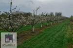 Plac, Beograd, Grabovac, prodaja, 0m2, 15000e, id1374679