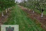 Plac, Beograd, Grabovac, prodaja, 0m2, 15000e, id1374679