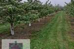 Plac, Beograd, Grabovac, prodaja, 0m2, 15000e, id1374679