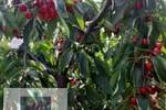 Plac, Beograd, Grabovac, prodaja, 0m2, 15000e, id1374679