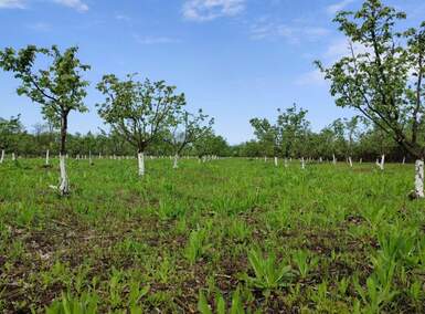 Plac, Obrenovac, prodaja, 10000m2, 25000e, id1376793