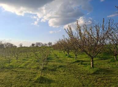 Plac, Kikinda, prodaja, 11510m2, 40000e, id1379636