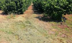 Plac, Subotica, prodaja, 47000m2, 125000e, id1379637