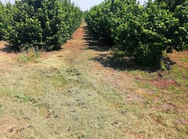 Plac, Subotica, prodaja, 47000m2, 125000e, id1379637