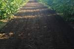 Plac, Subotica, prodaja, 47000m2, 125000e, id1379637