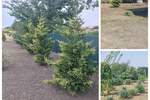 Kuca, Alibunar, Novi Vladimirovac, prodaja, 240m2, 230000e, id1381888