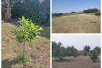 Kuca, Alibunar, Novi Vladimirovac, prodaja, 240m2, 230000e, id1381888