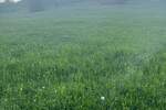 Plac, Zlatibor, Trnava, prodaja, 1000m2, 12000e, id1383915