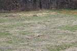 Plac, Gornji Milanovac, prodaja, 600m2, 6000e, id1387421