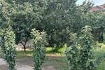Kuca, Sombor, Stapar, prodaja, 195m2, 25000e, id1222923