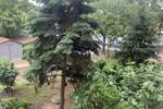 Jednosoban stan, Beograd, Zemun, izdavanje, 39m2, 350e, id1391757