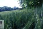 Plac, Beograd, Brgulice, prodaja, 0m2, 27000e, id1360493