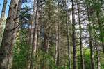 Plac, Niš, Berbatovo, prodaja, 3724m2, 12200e, id1392370
