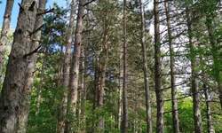 Plac, Niš, Berbatovo, prodaja, 3724m2, 12200e, id1392370