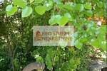 Plac, Pančevo, prodaja, 0m2, 35000e, id1394465