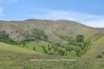Plac, Zlatibor, Alin Potok, prodaja, 5000m2, 1500e, id1396569