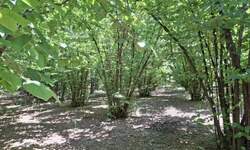 Plac, Smederevska Palanka, prodaja, 6140m2, 10000e, id1396656