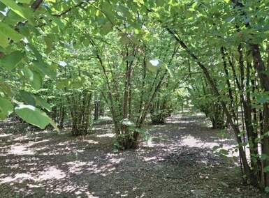 Plac, Smederevska Palanka, prodaja, 6140m2, 10000e, id1396656