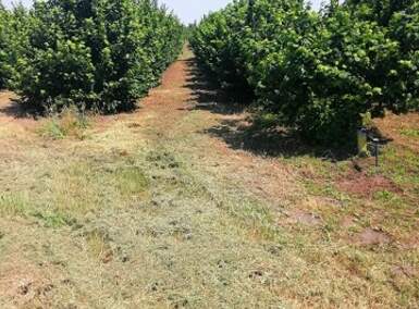 Plac, Subotica, prodaja, 47000m2, 105000e, id1399890