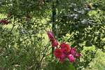 Dvosoban stan, Sombor, prodaja, 61m2, 82500e, id1401572