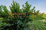 Dvoiposoban stan, Beograd, Ledine, prodaja, 58m2, 139000e, id1405409