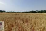 Plac, Beograd, Konatice, prodaja, 0m2, 9000e, id1408178