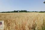 Plac, Beograd, Konatice, prodaja, 0m2, 9000e, id1408178