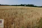 Plac, Beograd, Konatice, prodaja, 0m2, 9000e, id1408178