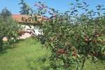 Vikendica, Beograd, Brestovnik, prodaja, 40m2, 22000e, id1410940