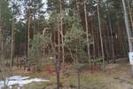 Plac, Zlatibor, prodaja, 1143m2, 50000e, id1411446