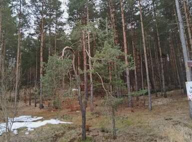 Plac, Zlatibor, prodaja, 1143m2, 50000e, id1411446