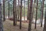 Plac, Zlatibor, prodaja, 1143m2, 50000e, id1411446
