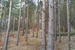 Plac, Zlatibor, prodaja, 1143m2, 50000e, id1411446