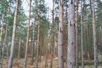 Plac, Zlatibor, prodaja, 1143m2, 50000e, id1411446