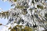 Plac, Zlatibor, prodaja, 1143m2, 50000e, id1411446
