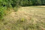 Plac, Zlatibor, Zlatibor, prodaja, 600m2, 39000e, id1428391