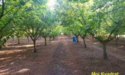 Plac, Stara Pazova, Nova Pazova, prodaja, 0m2, 80000e, id1430459