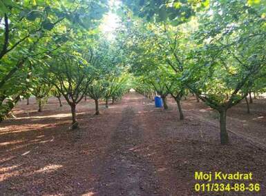 Plac, Stara Pazova, Nova Pazova, prodaja, 0m2, 80000e, id1430459